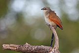 White-browed Coucal